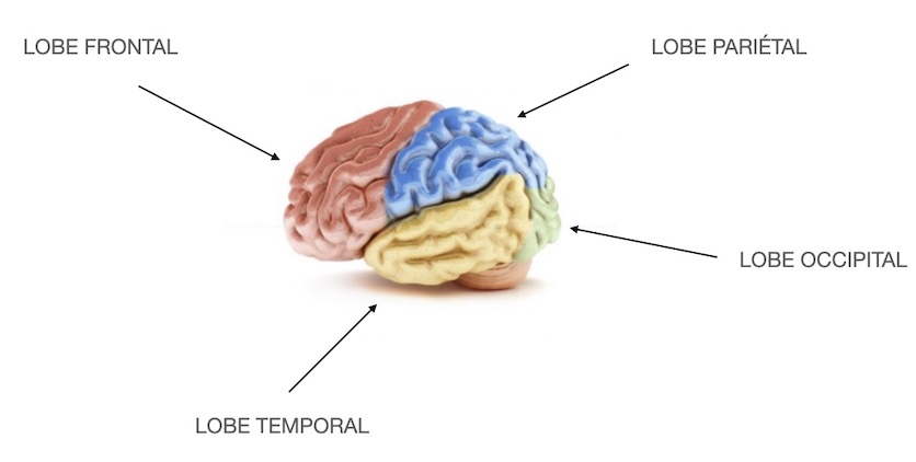 lobes du cerveau